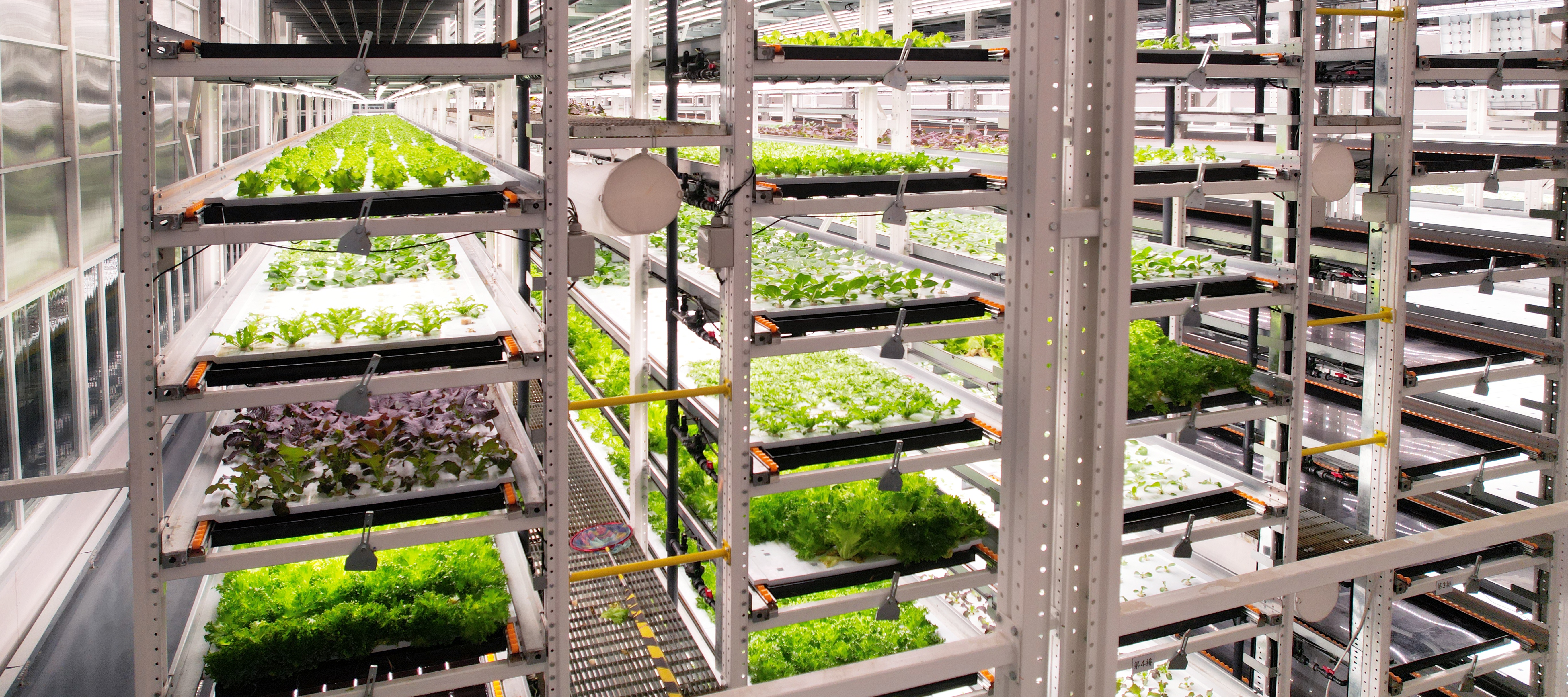 ÀûÀ´¹ú¹ú¼Ê×î¸øÁ¦µÄÀÏÅÆÖ²Î﹤³§Êß²Ë20231206 (2)_¿´Í¼Íõ.JPG